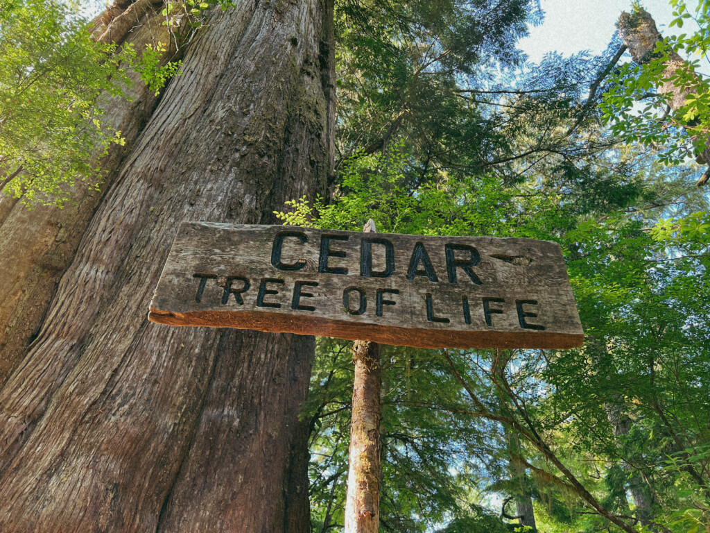 Tofino Big Tree Trail 