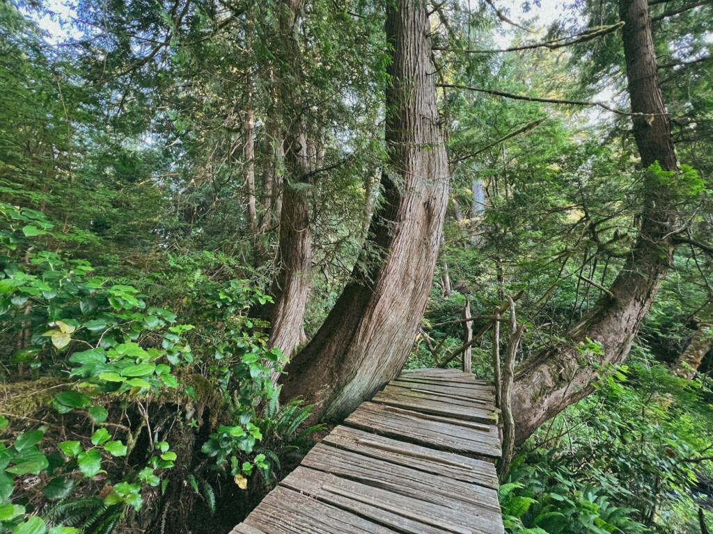 Big Tree Trail Boardwalk 