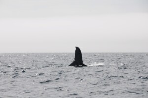 Whale tail in Tofino 
