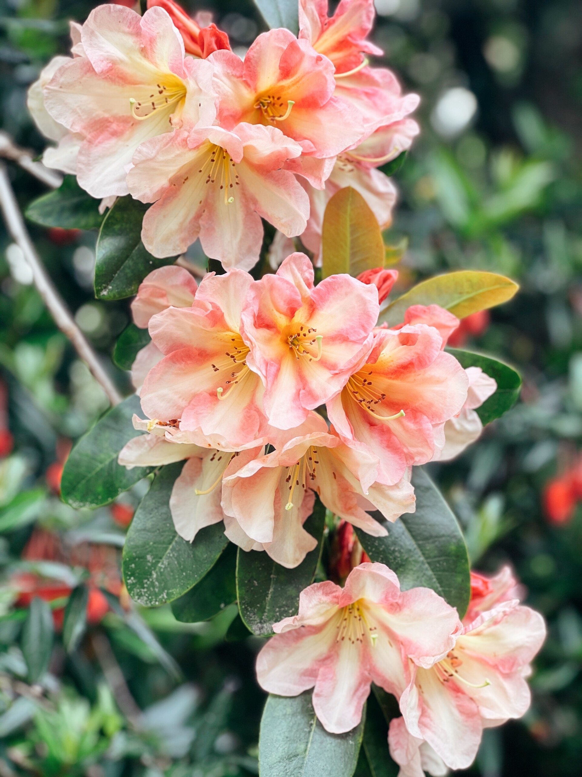 Tofino Rhododendron