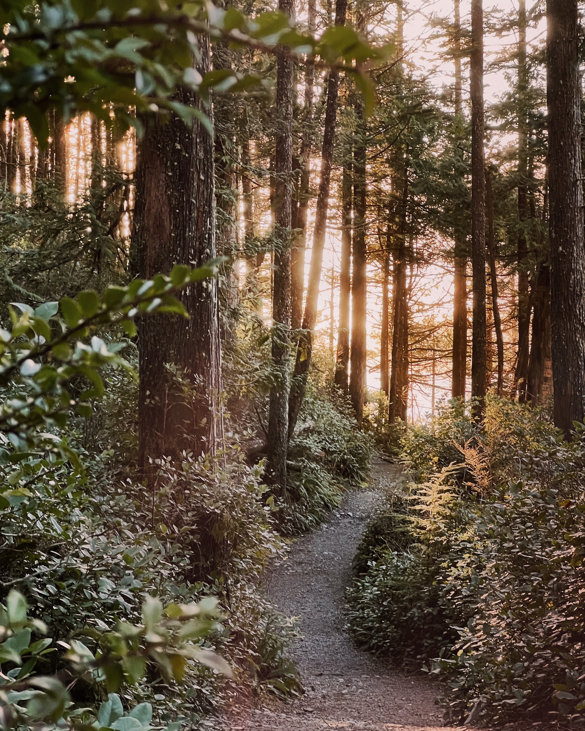 Tofino Trails