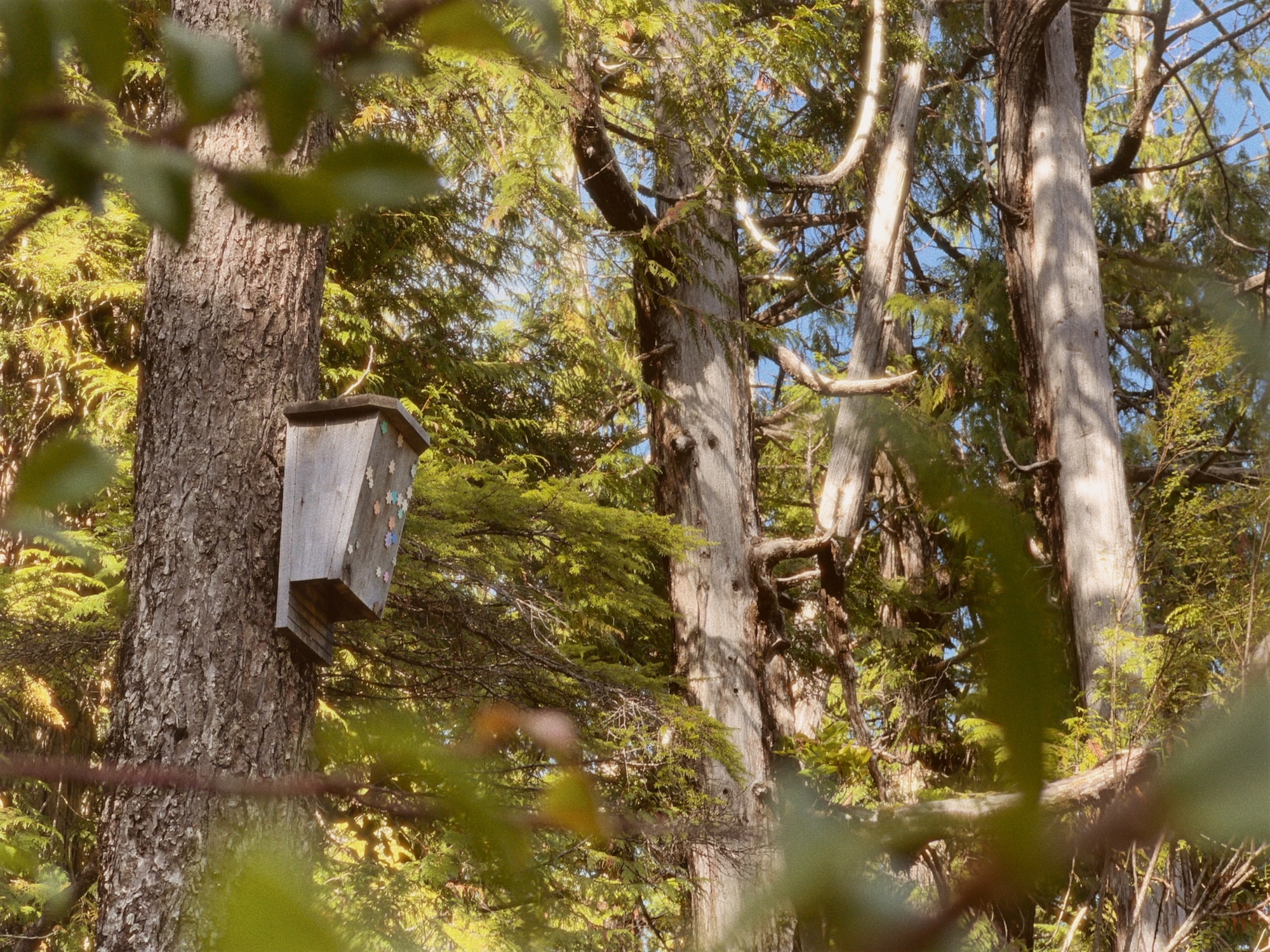 Tofino Bat Box by Jill Nancy Photography