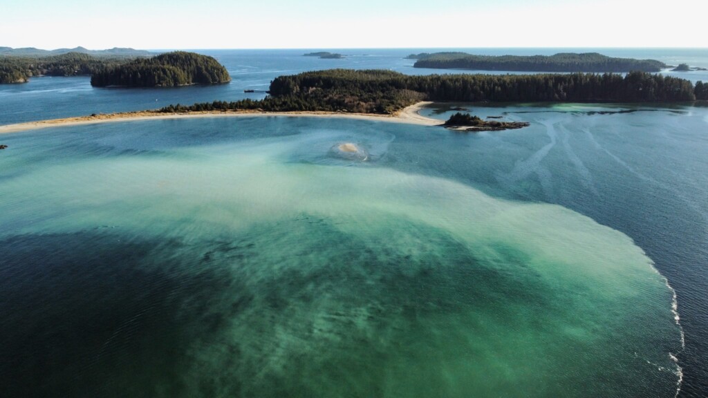 Herring Spawn in Tofino