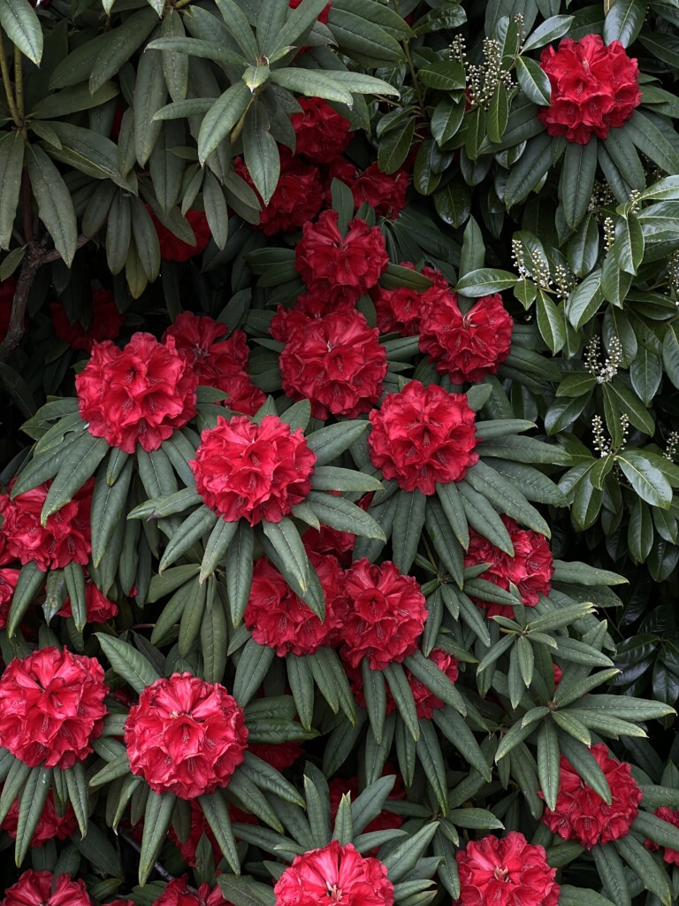 Rhododendron blooms