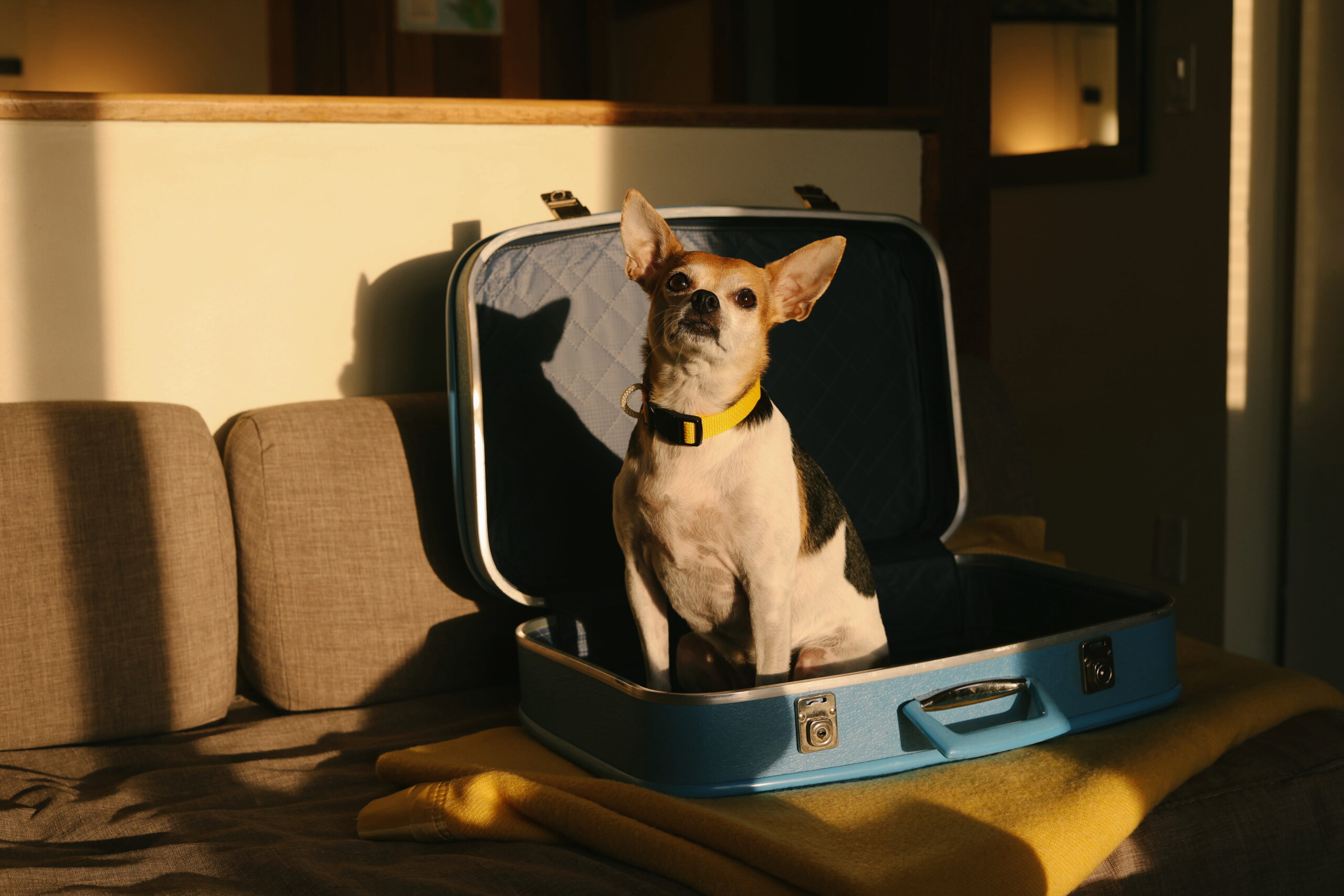 Dog in a suitcase