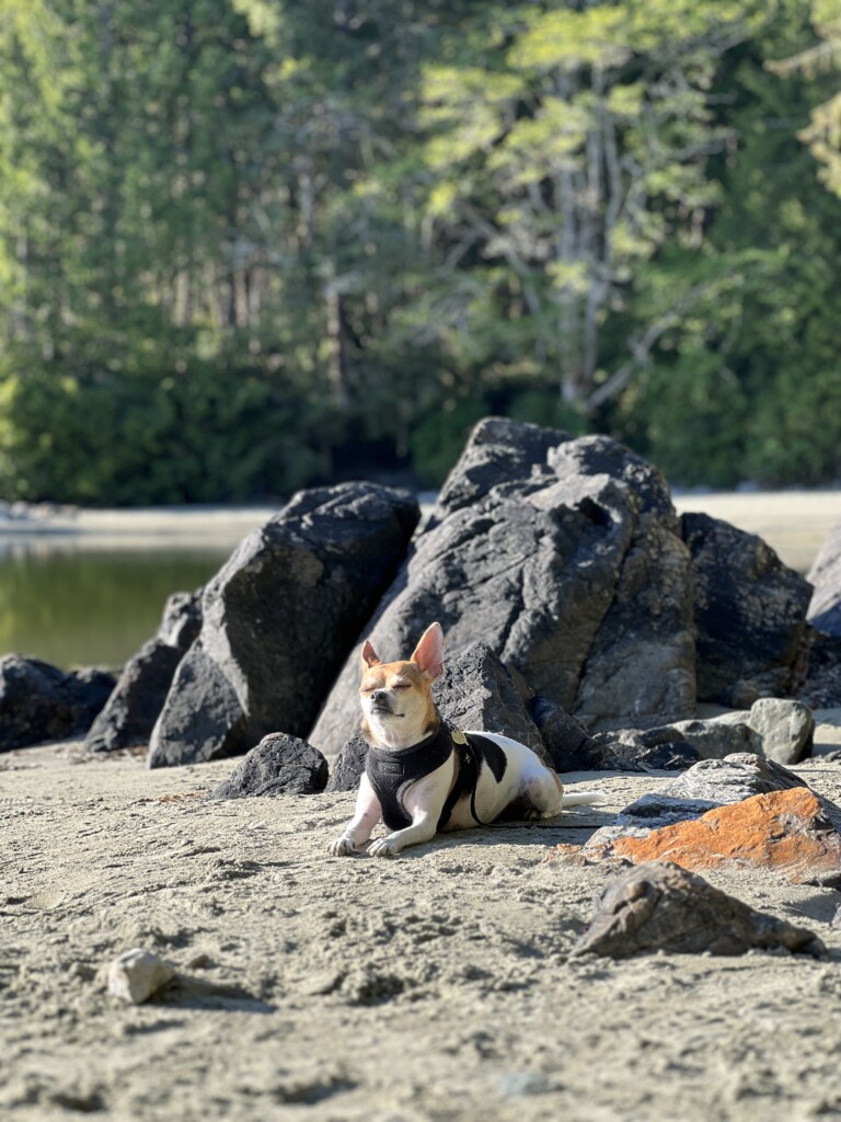 Dog in Tofino 